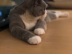 -CAT’S MEWSTAR CAFE·喵星球猫屋(晴湾咖啡店)