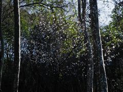 -九曜山