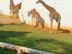 -昆明动物园