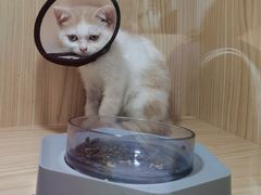-屋虎猫馆(宝安大仟里店)