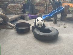 -石家庄市动物园