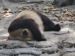 -都江堰中华大熊猫苑