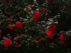 -新湖明珠城