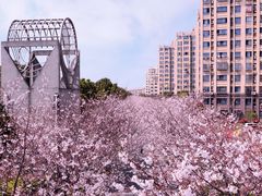 -高东镇樱花园