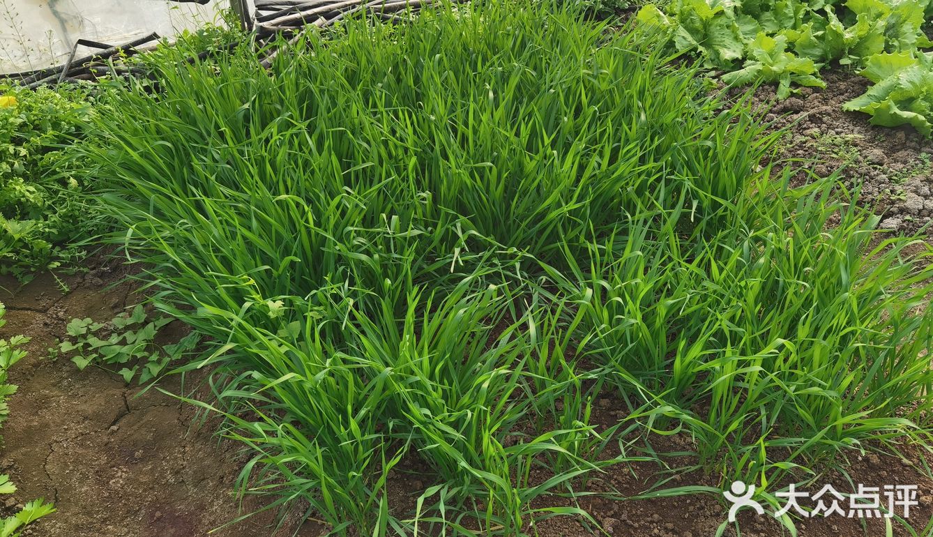 下乡抢菜