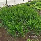 下乡抢菜