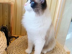 -Catmate·猫肥家润(金润铂宫店)