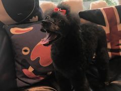 -Oh My Dog宠物沙龙(伊珊娜皮毛护理店)