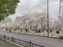 -西北湖绿化广场