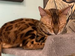 -猫小院猫主题餐厅(三里屯店)