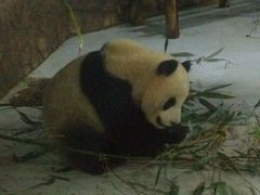 -成都大熊猫繁育研究基地