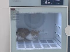 -柚子宠物(伊珊娜调理店)