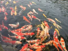 -湖鲜楼