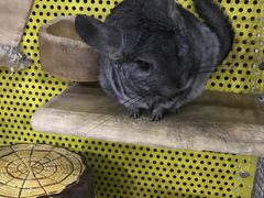 -上海大自然野生昆虫馆(东方明珠·爬宠昆虫探索中心)
