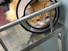 -中农大我爱我爱24h动物医院·中医针灸·猫专科·骨科医疗中心(双井店)