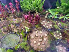 -中国科学院西双版纳热带植物园