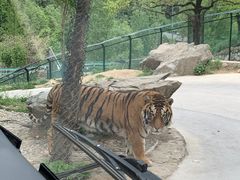 -栾川竹海野生动物园