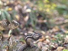 -五营红松林海景区