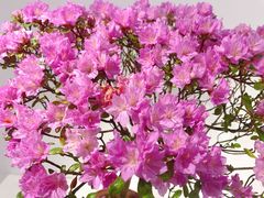 -上海滨江森林公园