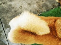 -柴犬高等学院·狗咖·柴犬售卖·宠物训练