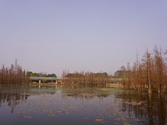 -白鹭湾湿地公园