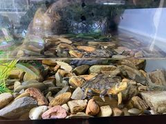 -灵龟之家百象馆(百象馆联合旗舰店)