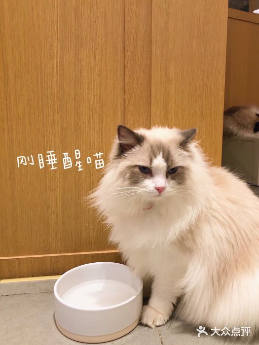 CAT’S MEWSTAR CAFE·喵星球猫屋(晴湾咖啡店)图片