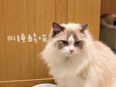 -CAT’S MEWSTAR CAFE·喵星球猫屋(晴湾咖啡店)