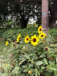 点击看大图 -云湖游乐园