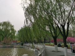 -莲花池公园