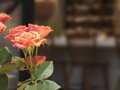 -Laures·月桂西班牙碳烤餐厅(十尚坊店)