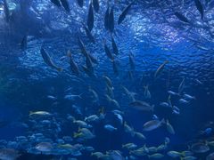 -海合安成都极地海洋公园