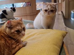 -CAT’S MEWSTAR CAFE·喵星球猫屋(晴湾咖啡店)