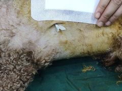 -宠颐生宠物医院·骨外科·犬猫全科诊疗中心(池州店)