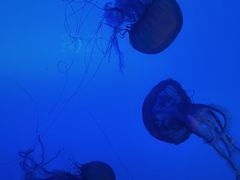 -太平洋海底世界