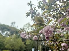 -上海佘山国家森林公园天马山园