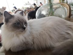 -共舞时光猫咖·狗咖(新街口店)