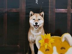 -CoCo都可(铁西万达店)