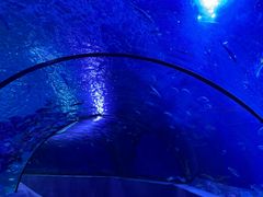 -太平洋海底世界