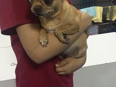 -瑞派·关忠动物医院·异宠专科·犬猫肿瘤·皮肤专科(望京店)