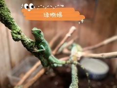 -上海大自然野生昆虫馆(东方明珠·爬宠昆虫探索中心)