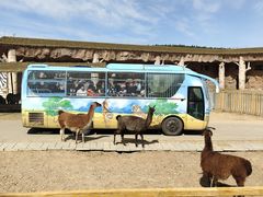 -鄂尔多斯野生动物园