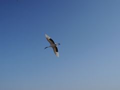 -盐城丹顶鹤湿地生态旅游区