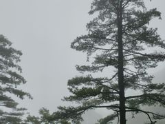 -秦岭天竺山生态文化旅游景区