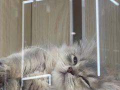 -momokira米努特·德文卷毛猫·棉花面纱犬