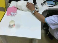 -北京观赏动物医院·24小时大型综合·猫专科·异宠专科