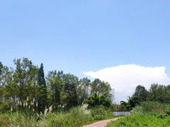 -桤木河湿地公园