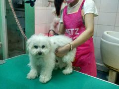 -喵宠乐园·撸猫互动·猫舍