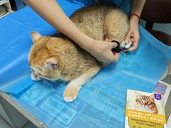 -纳吉亚猫专科动物诊疗中心(蒋宅口分院)