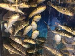 -肆月河豚·新淮扬(金融街店)